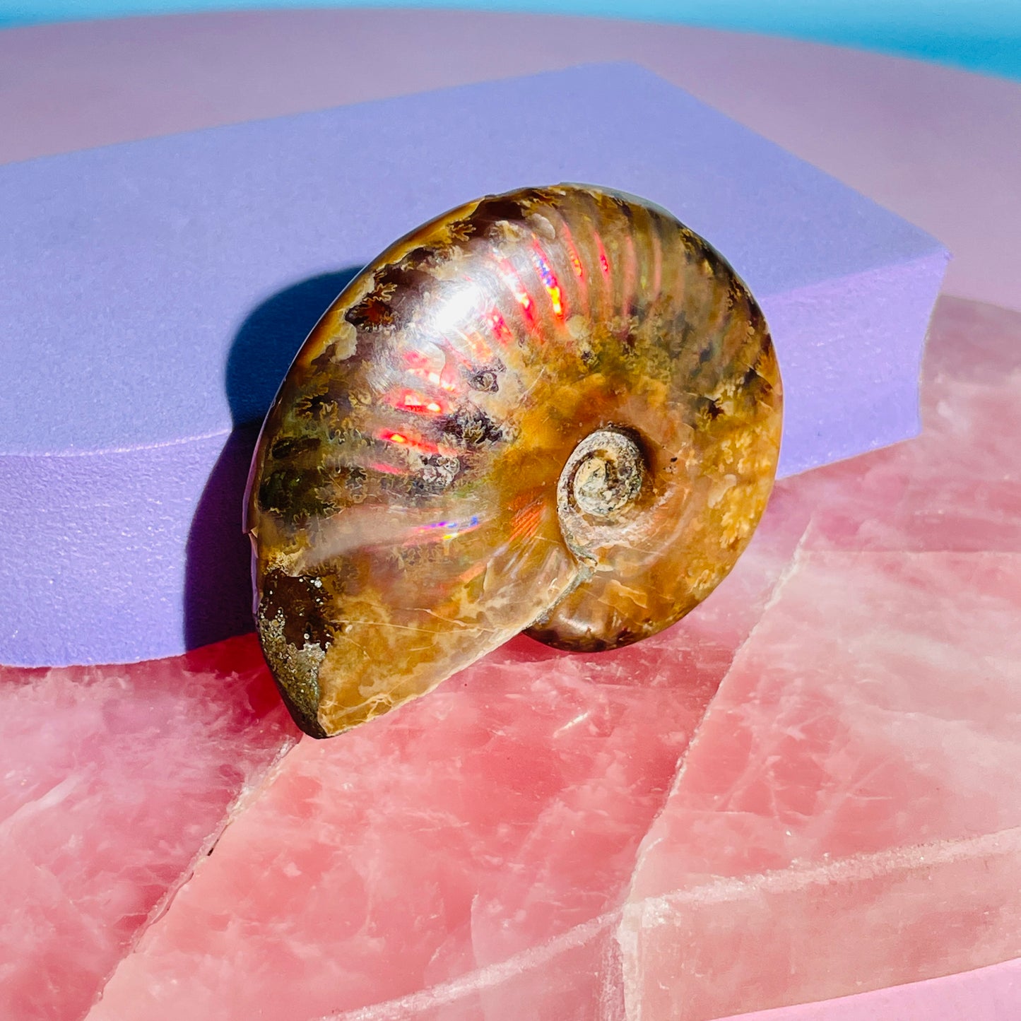 Flashy Ammonite Fossil Shell Small Specimen (Video)