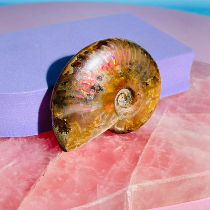 Flashy Ammonite Fossil Shell Small Specimen (Video)