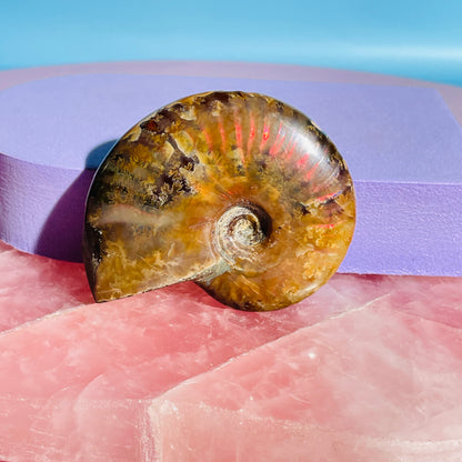 Flashy Ammonite Fossil Shell Small Specimen (Video)