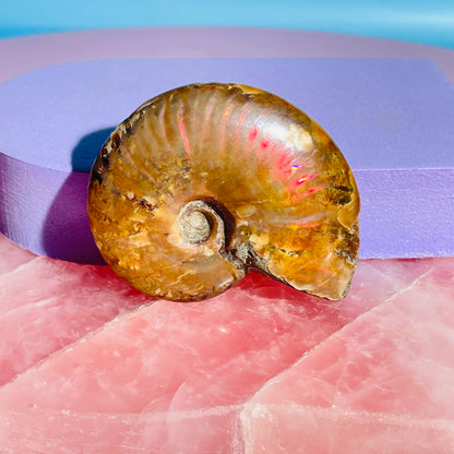 Flashy Ammonite Fossil Shell Small Specimen (Video)