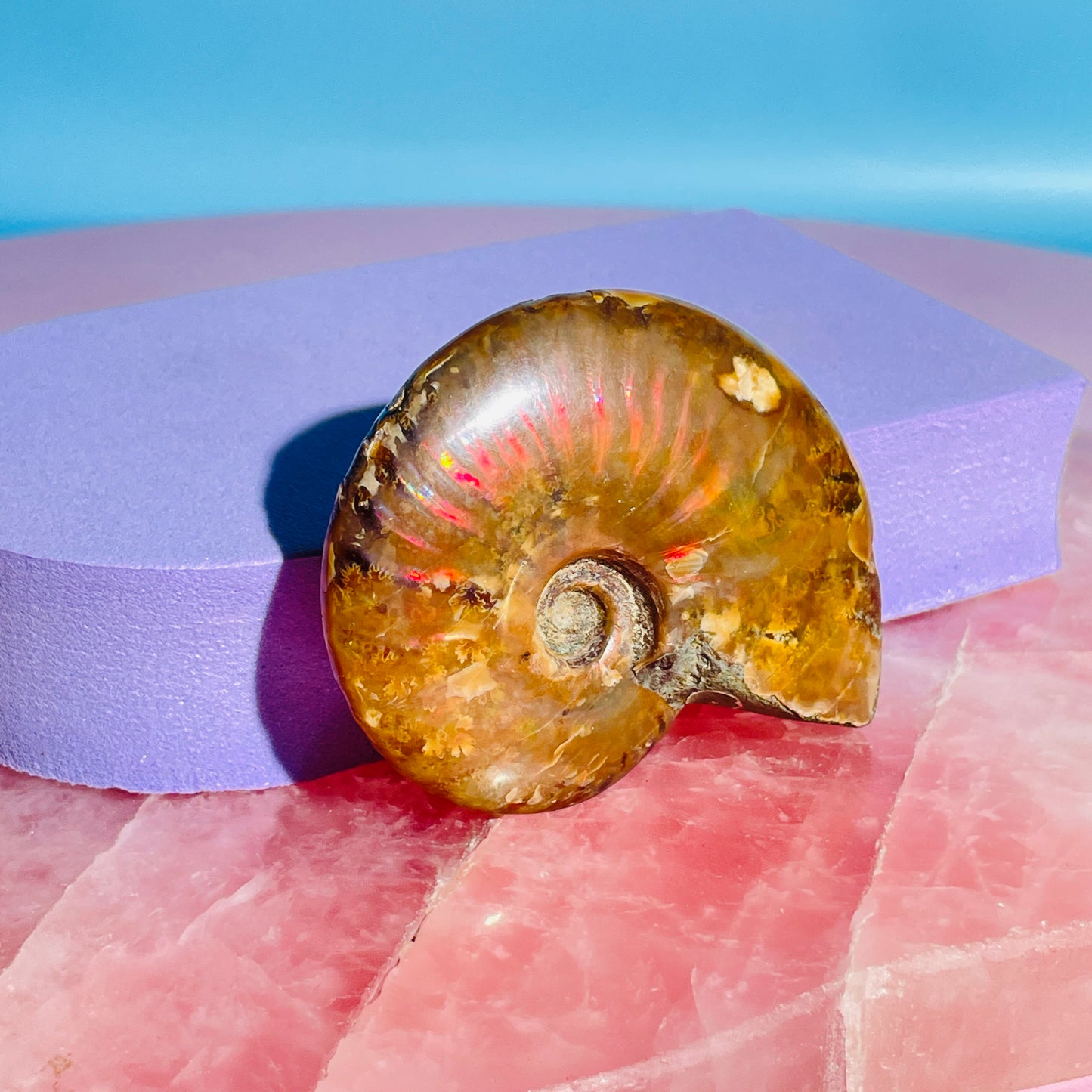 Flashy Ammonite Fossil Shell Small Specimen (Video)