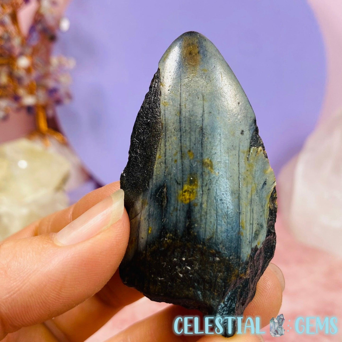 Megalodon Shark Fossilised Tooth (Small)