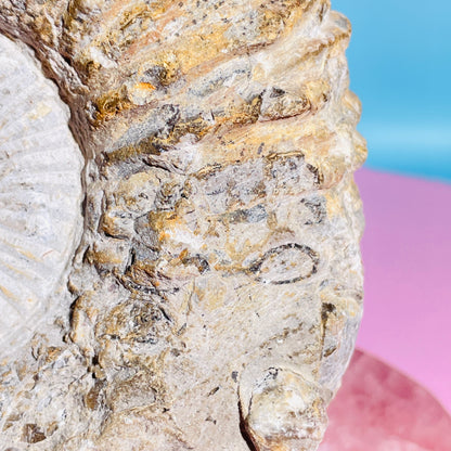 Agadir Ammonite Large Fossil Shell