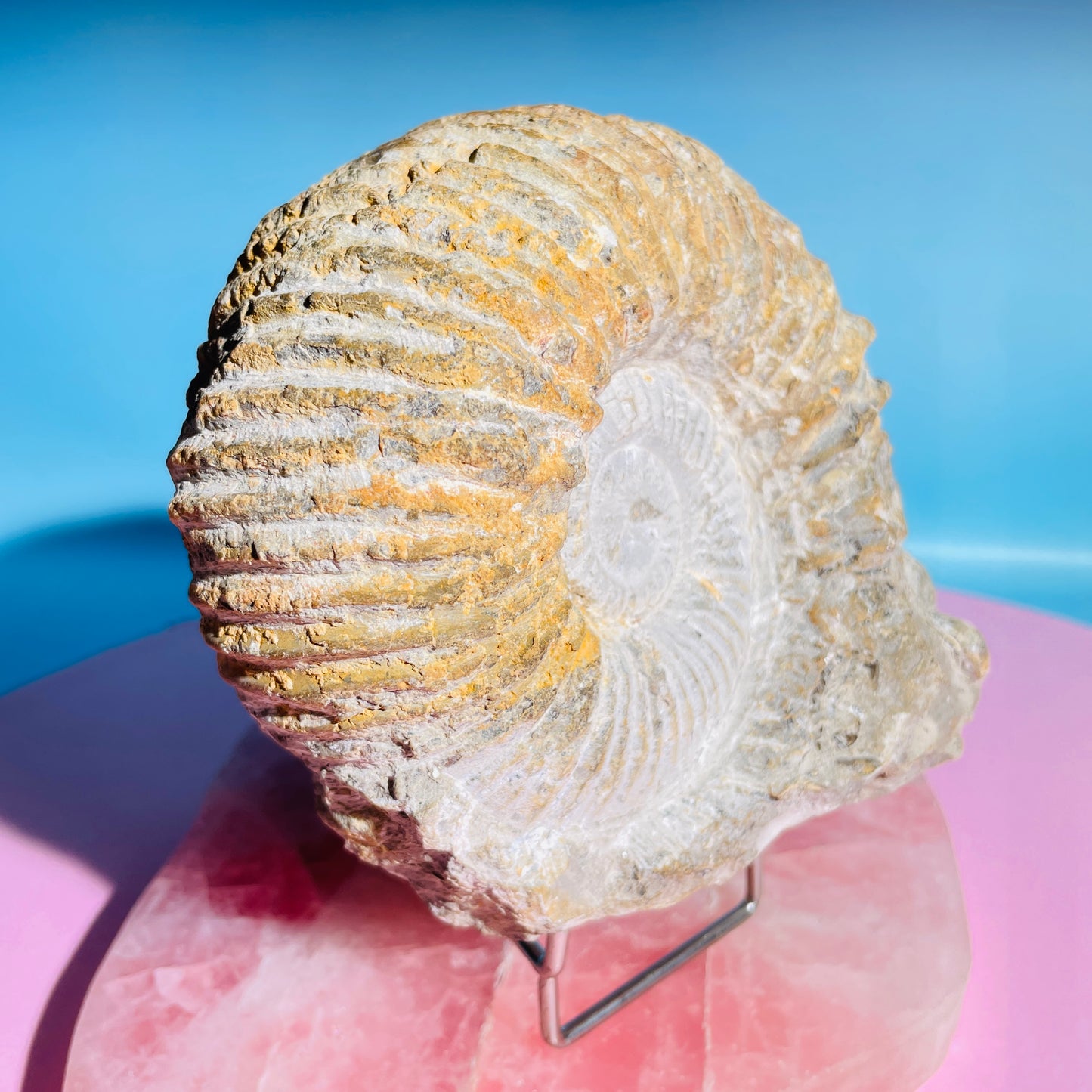 Agadir Ammonite Large Fossil Shell