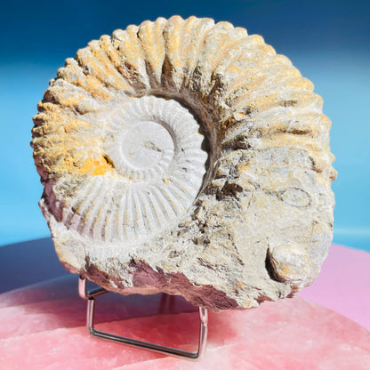 Agadir Ammonite Large Fossil Shell