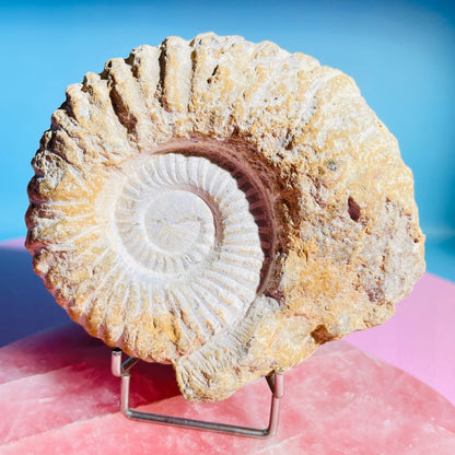 Agadir Ammonite Large Fossil Shell