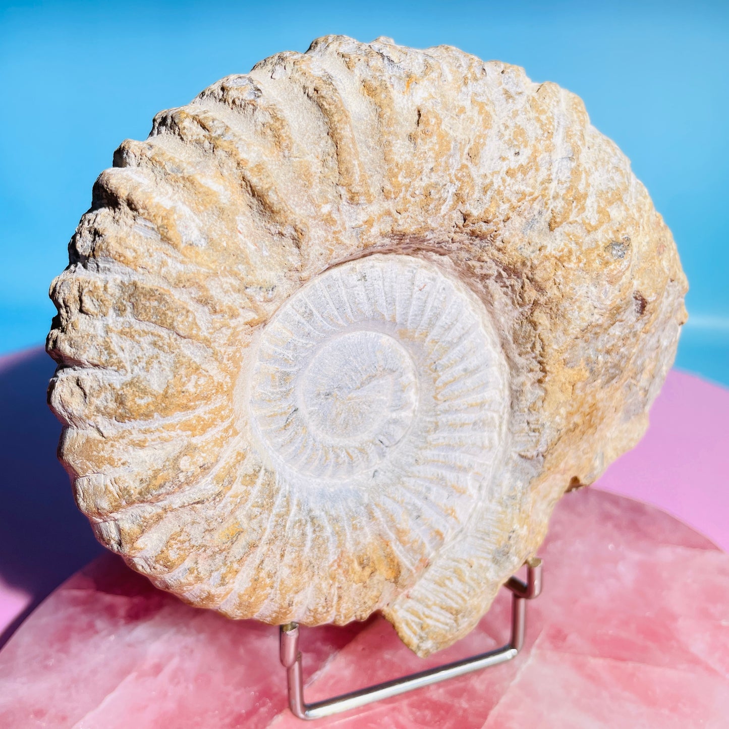 Agadir Ammonite Large Fossil Shell