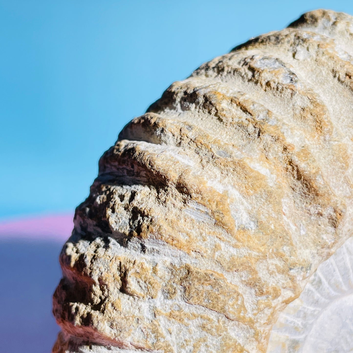 Agadir Ammonite Large Fossil Shell