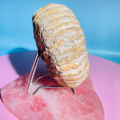 Agadir Ammonite Large Fossil Shell