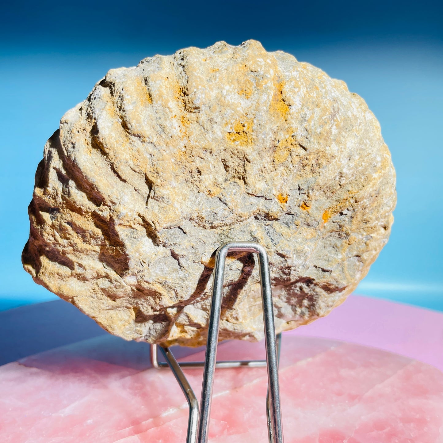 Agadir Ammonite Large Fossil Shell