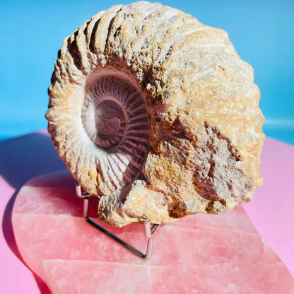 Agadir Ammonite Large Fossil Shell