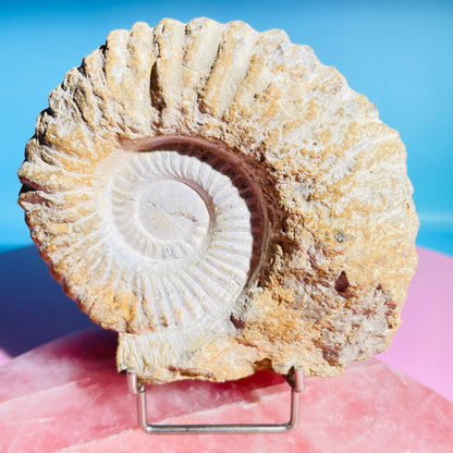 Agadir Ammonite Large Fossil Shell