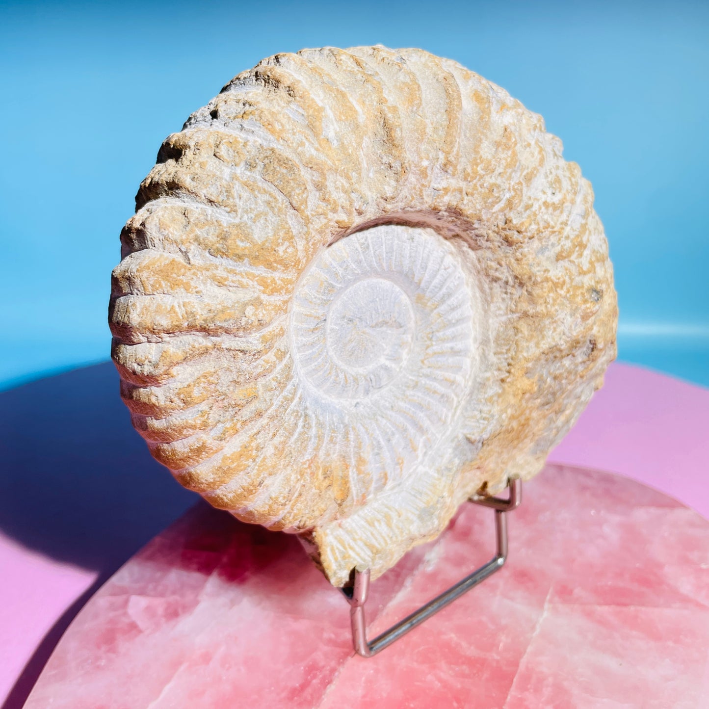 Agadir Ammonite Large Fossil Shell