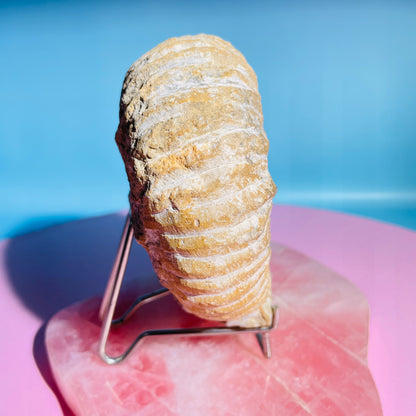 Agadir Ammonite Large Fossil Shell