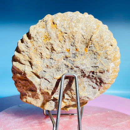 Agadir Ammonite Large Fossil Shell