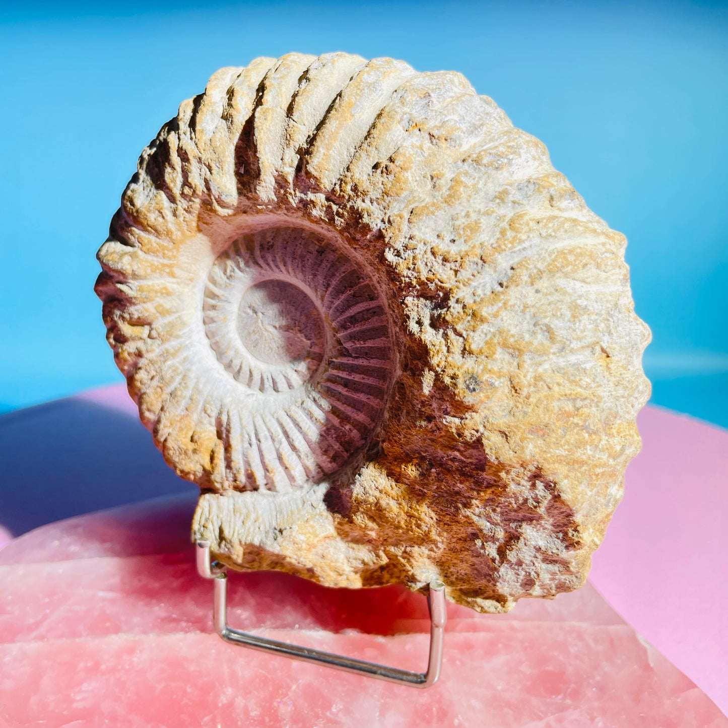 Agadir Ammonite Large Fossil Shell