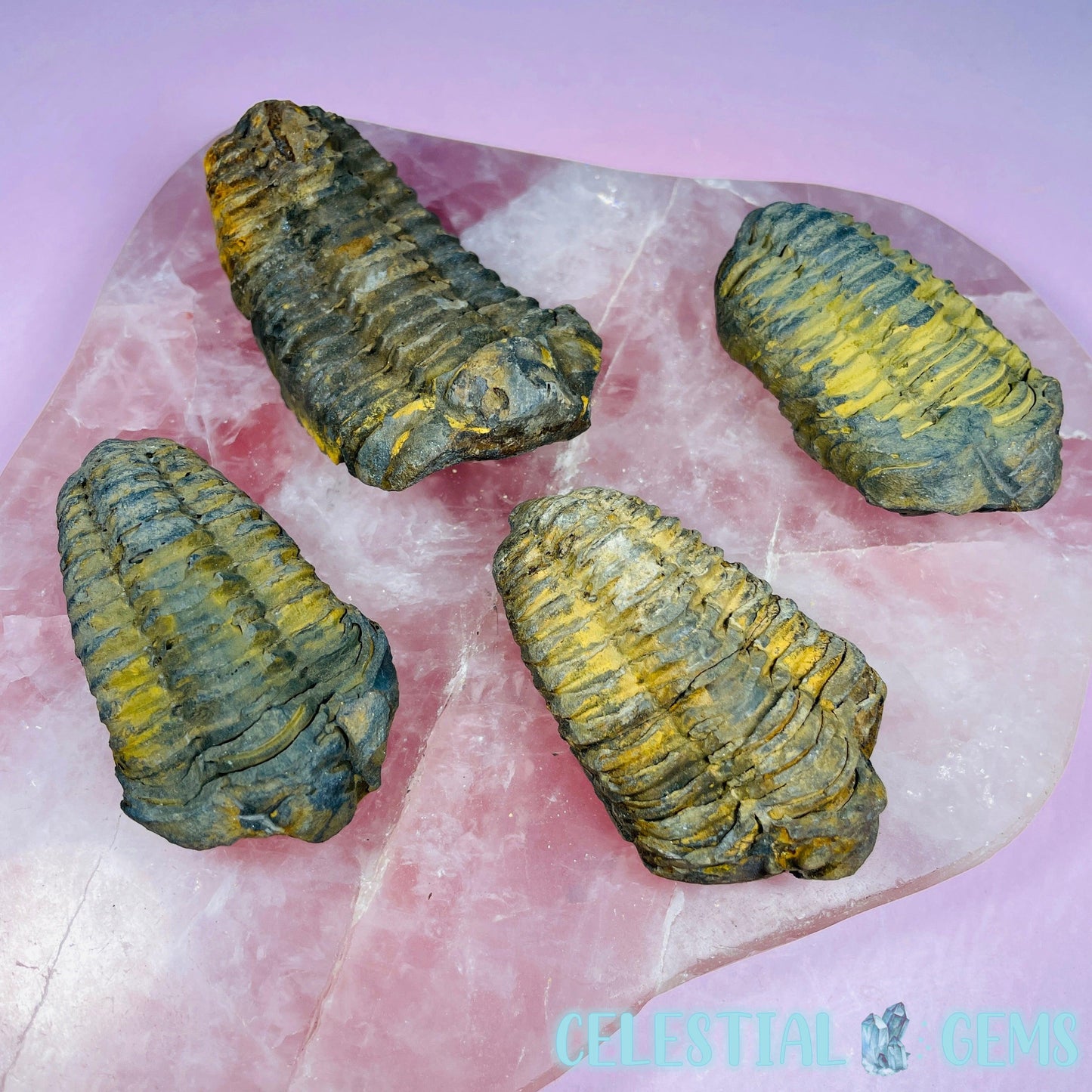 Calymene Trilobite Fossil