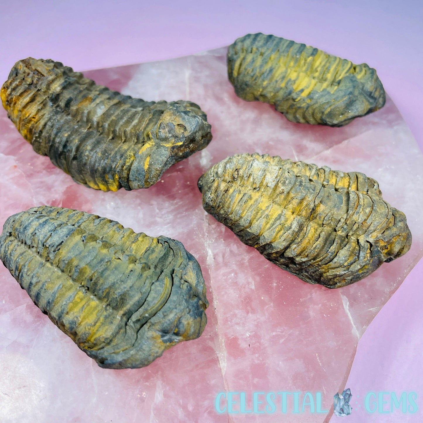 Calymene Trilobite Fossil