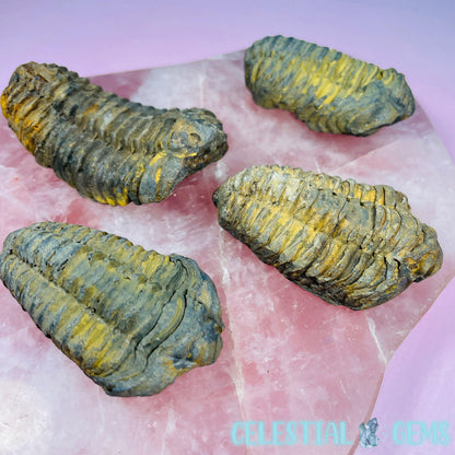 Calymene Trilobite Fossil