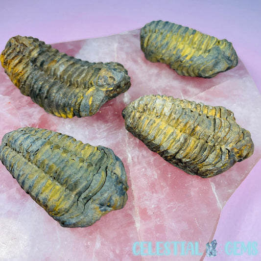 Calymene Trilobite Fossil