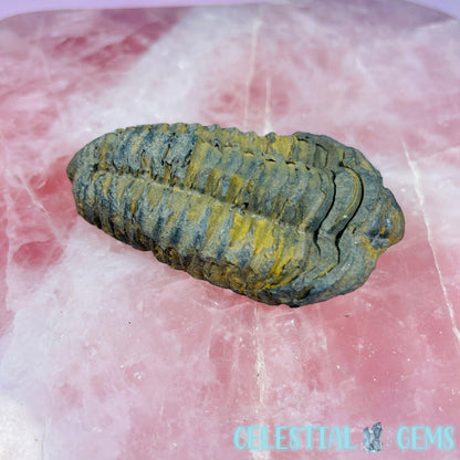 Calymene Trilobite Fossil