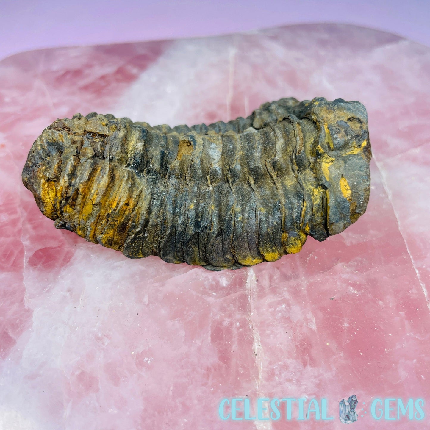 Calymene Trilobite Fossil