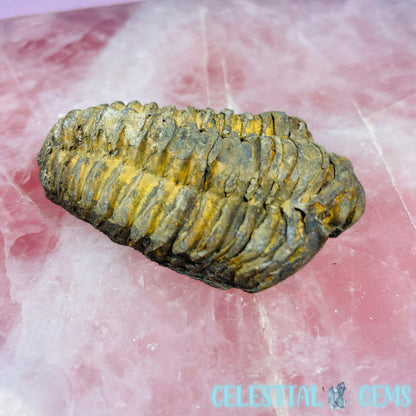 Calymene Trilobite Fossil