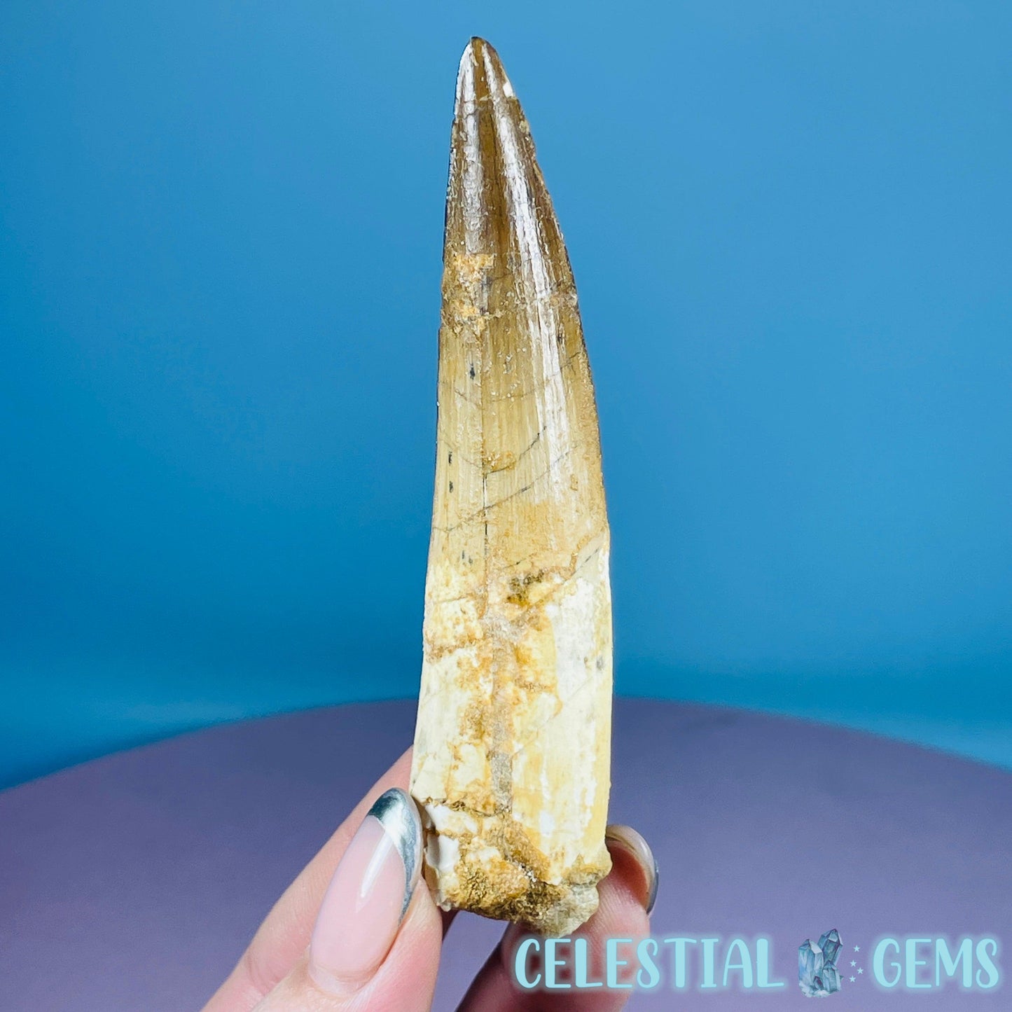 Rare Spinosaurus Large Tooth Fossil