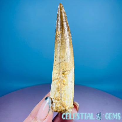 Rare Spinosaurus Large Tooth Fossil