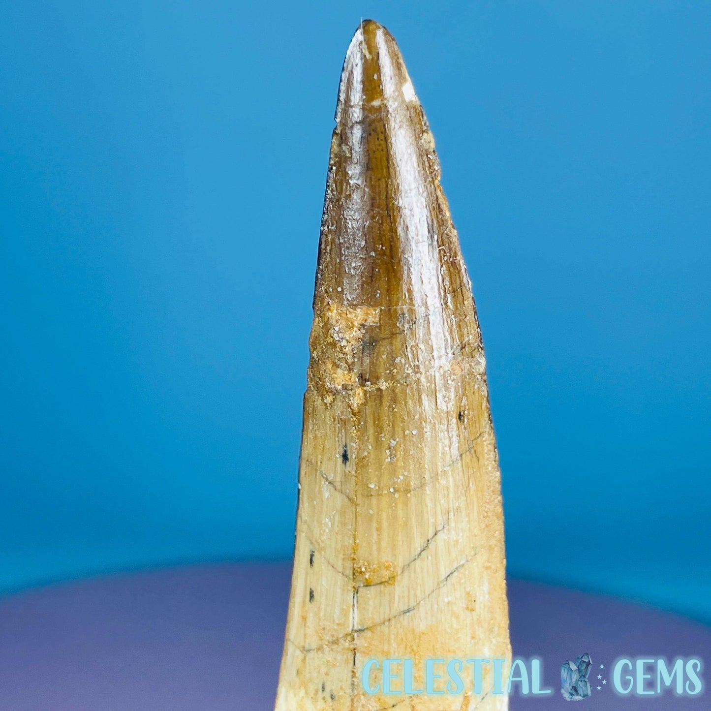Rare Spinosaurus Large Tooth Fossil