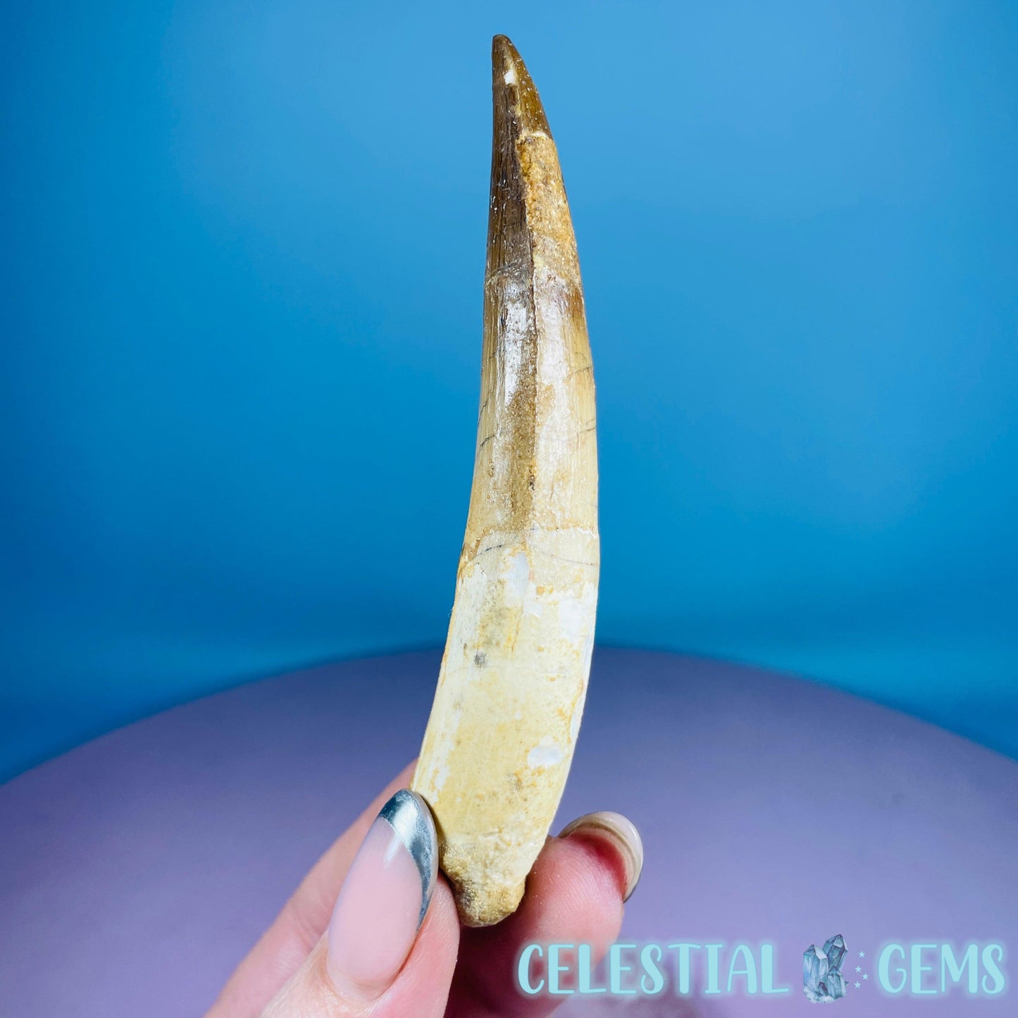 Rare Spinosaurus Large Tooth Fossil