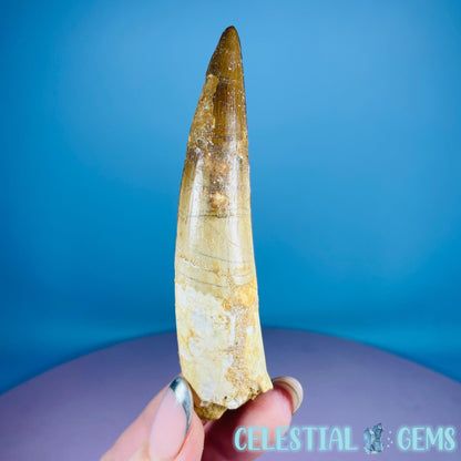 Rare Spinosaurus Large Tooth Fossil