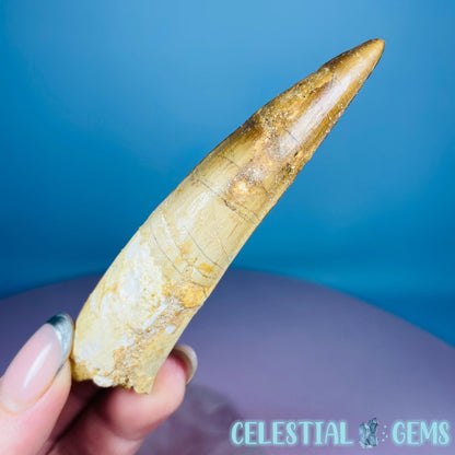 Rare Spinosaurus Large Tooth Fossil