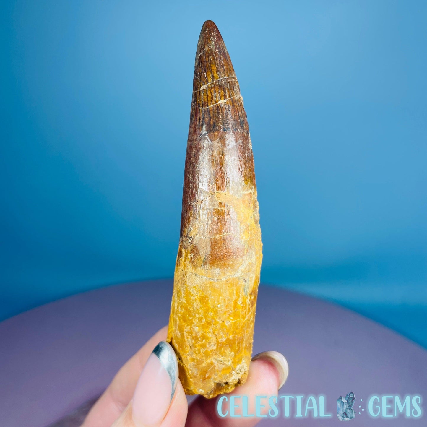 Rare Spinosaurus Large Tooth Fossil