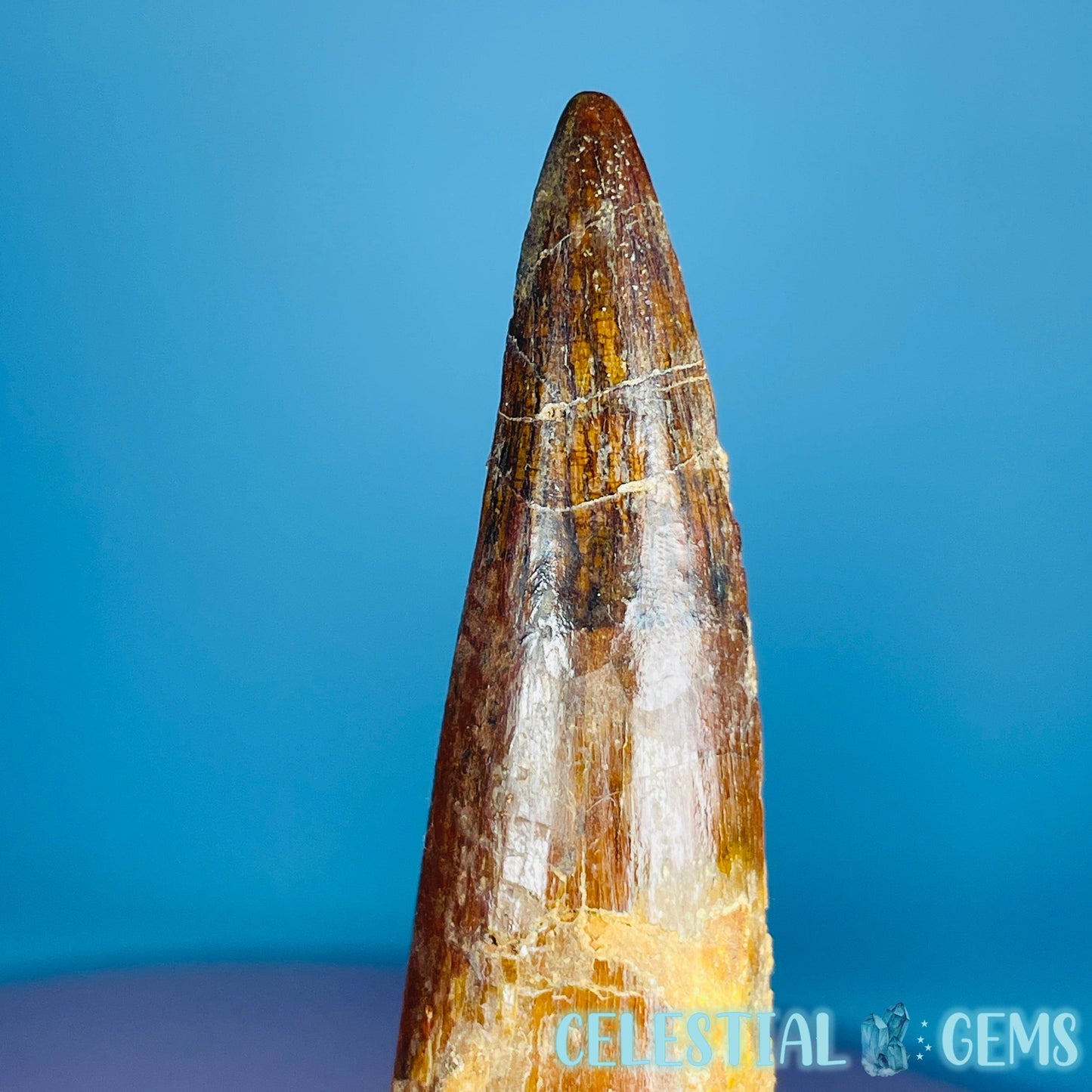 Rare Spinosaurus Large Tooth Fossil