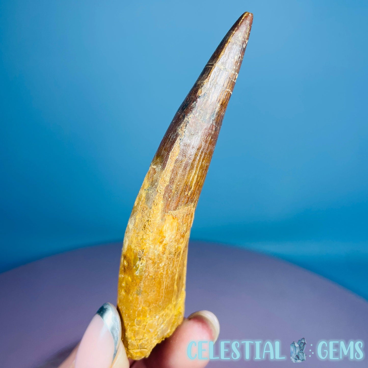 Rare Spinosaurus Large Tooth Fossil