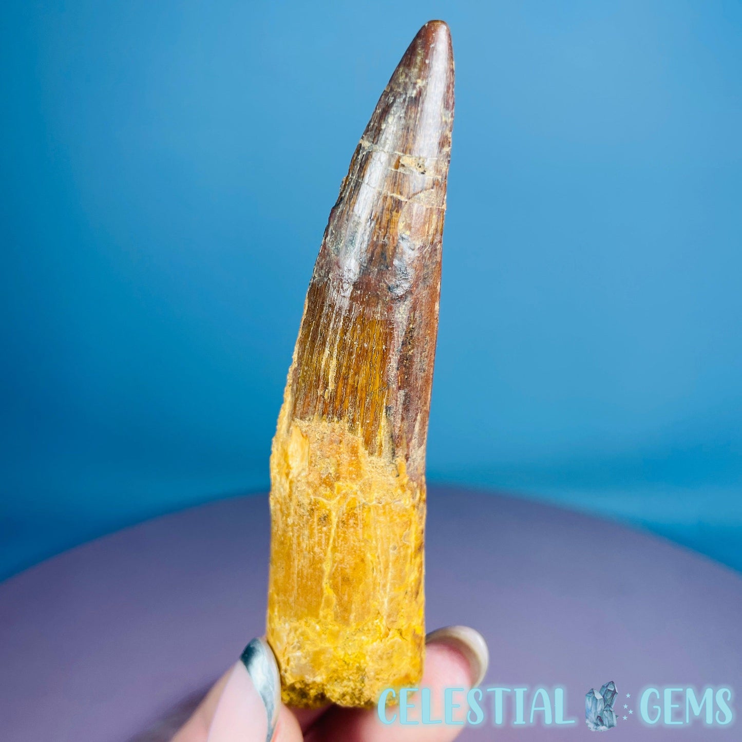 Rare Spinosaurus Large Tooth Fossil