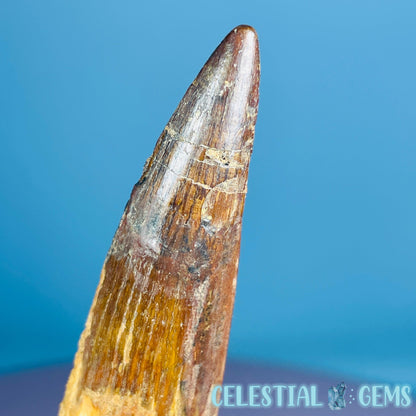 Rare Spinosaurus Large Tooth Fossil