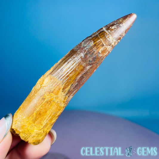 Rare Spinosaurus Large Tooth Fossil