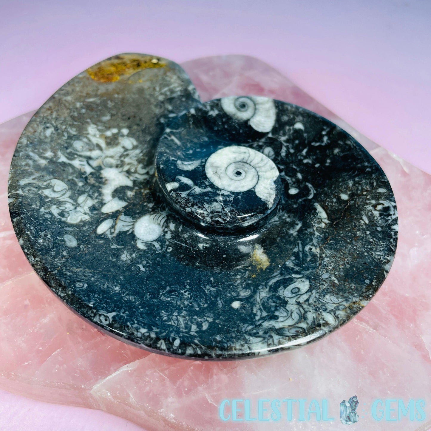 Ammonite Fossil Spiral Shell Bowl / Dish