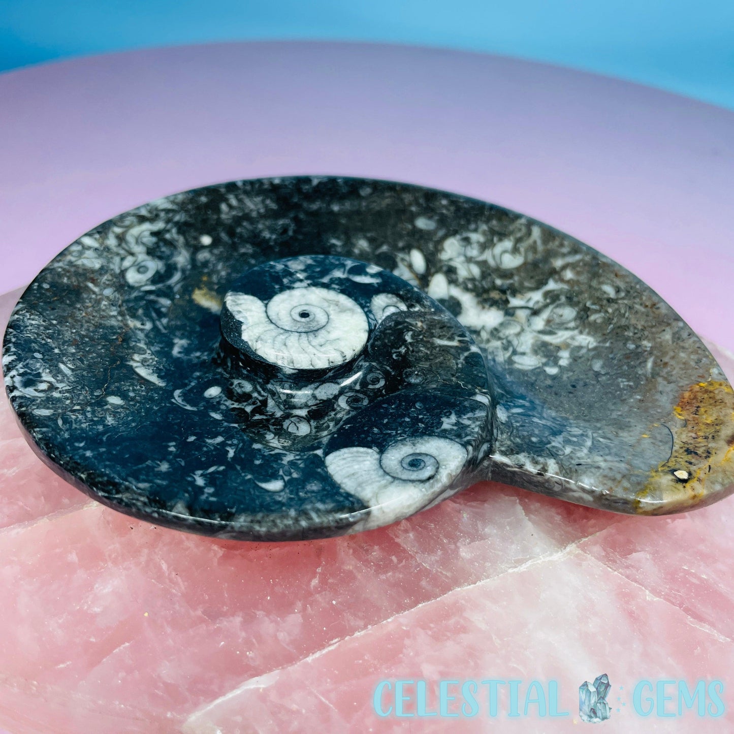 Ammonite Fossil Spiral Shell Bowl / Dish