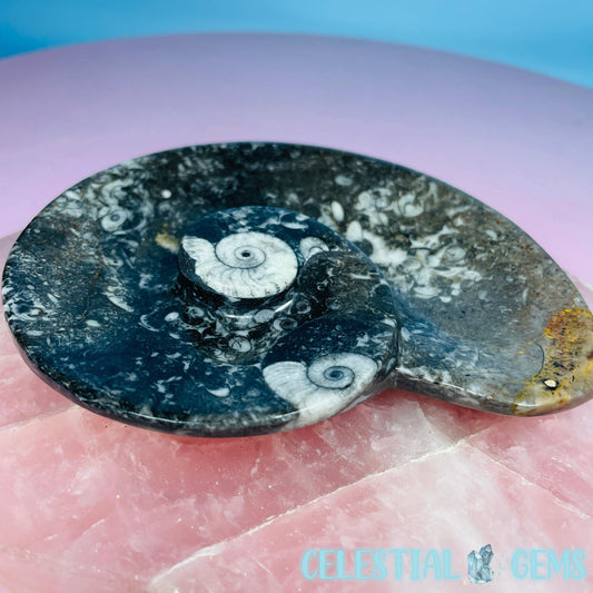 Ammonite Fossil Spiral Shell Bowl / Dish