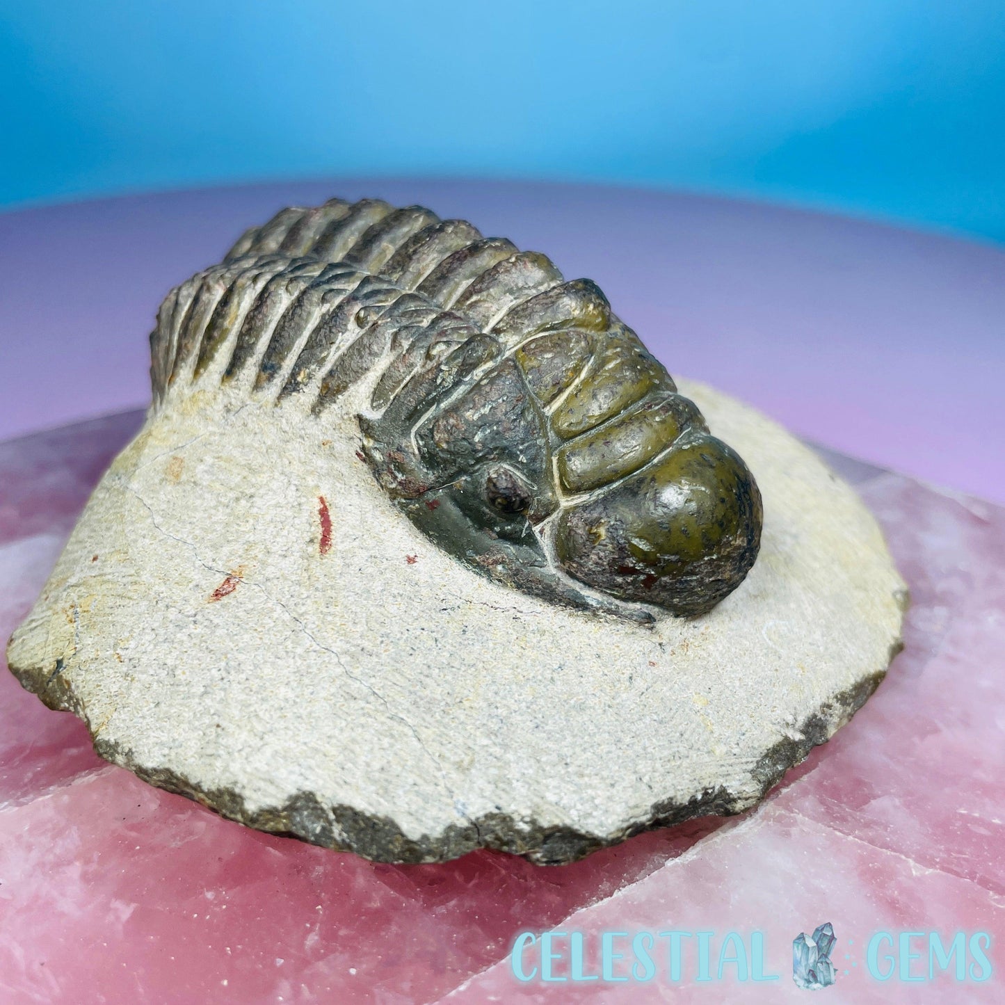 Rare Crotalocephalina Gibbus Trilobite High Quality Large Fossil