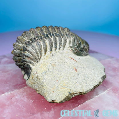 Rare Crotalocephalina Gibbus Trilobite High Quality Large Fossil