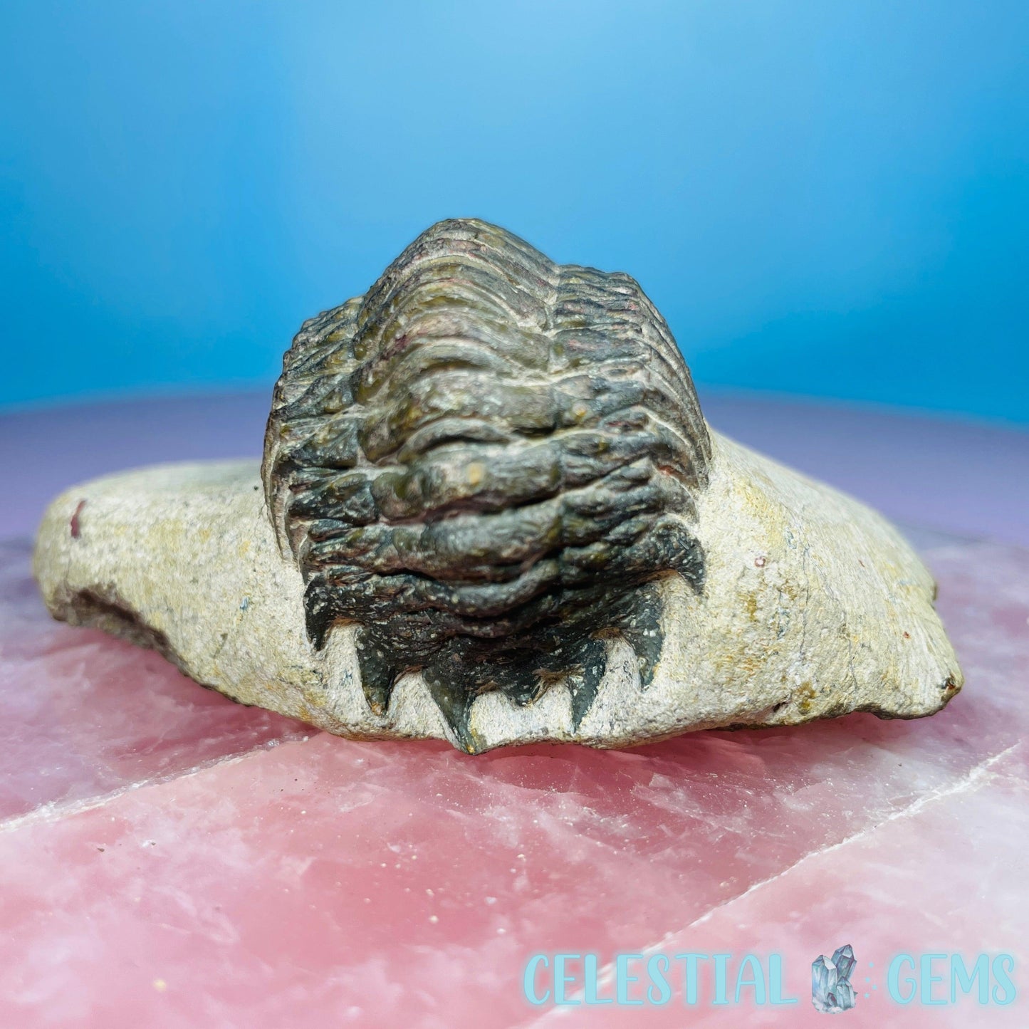 Rare Crotalocephalina Gibbus Trilobite High Quality Large Fossil