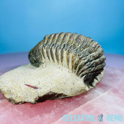 Rare Crotalocephalina Gibbus Trilobite High Quality Large Fossil