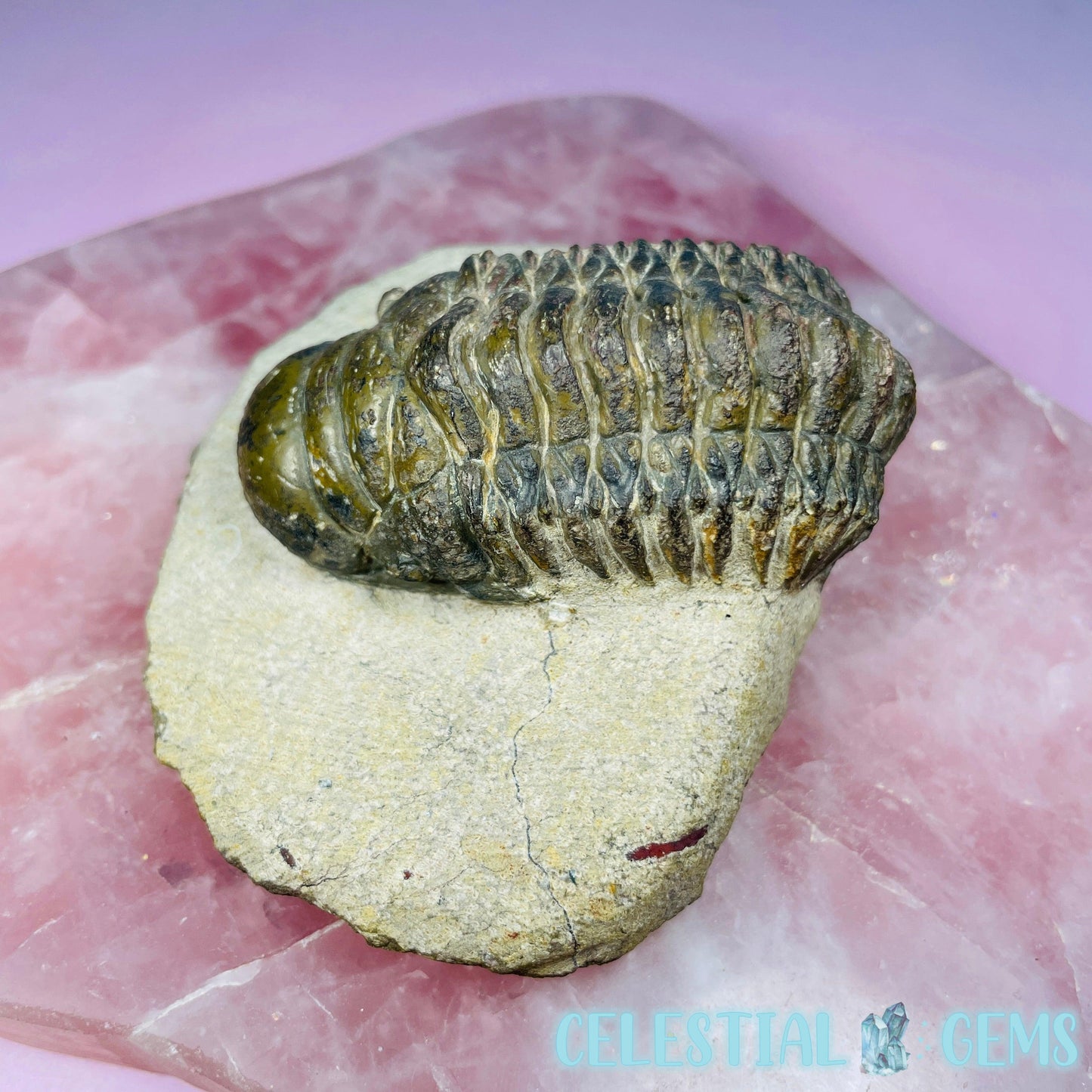 Rare Crotalocephalina Gibbus Trilobite High Quality Large Fossil