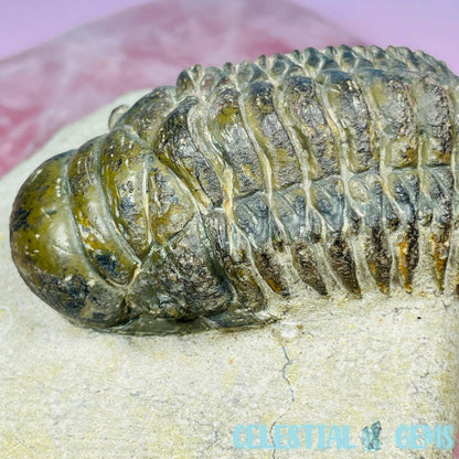 Rare Crotalocephalina Gibbus Trilobite High Quality Large Fossil