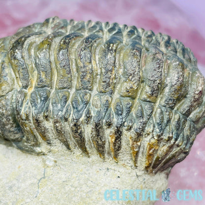Rare Crotalocephalina Gibbus Trilobite High Quality Large Fossil