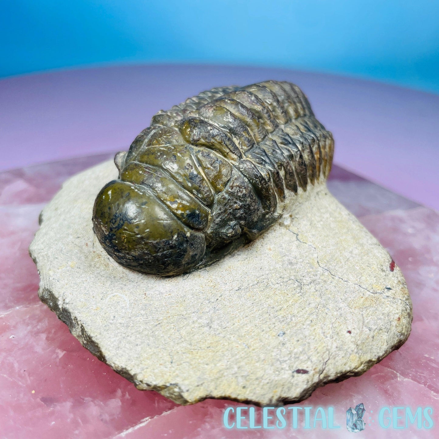 Rare Crotalocephalina Gibbus Trilobite High Quality Large Fossil